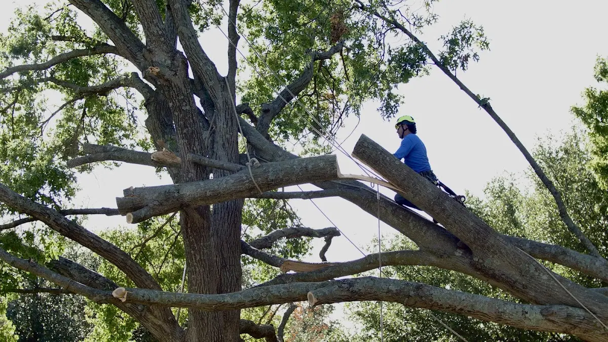 Professional Hazardous Tree Removal performed by certified arborists in Nebo