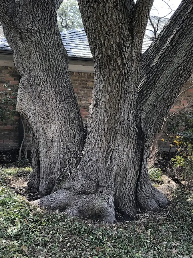 Mature heritage tree close to a Nebo property cared for by certified arborists